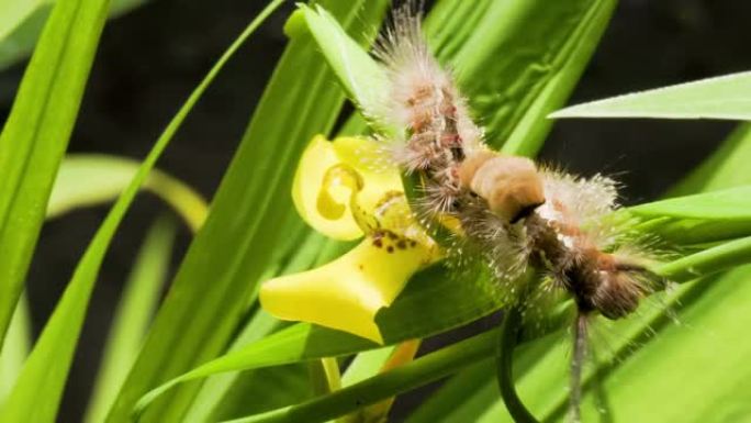 一种在黄色爱尔兰植物上活动的毒蛾 (orgy ia leucostigma) 是Erebidae家族