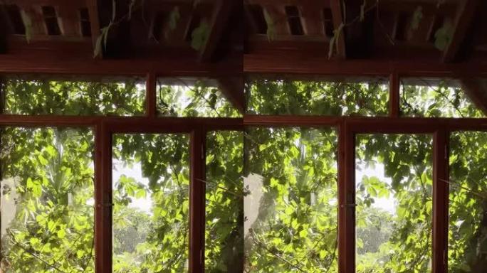 垂直拍摄树枝在窗外的风中吹动