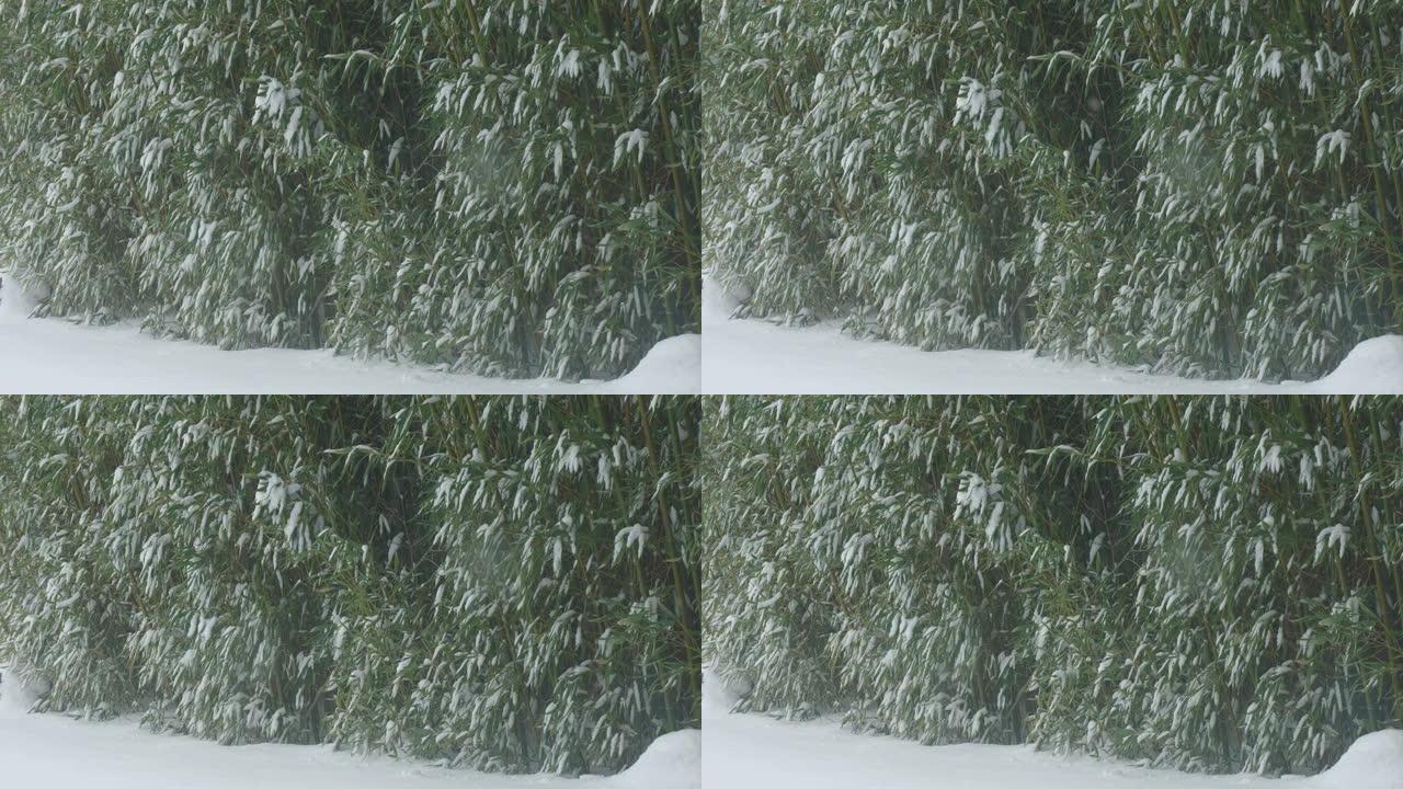 厚厚的一堆落雪地上开始覆盖竹叶
