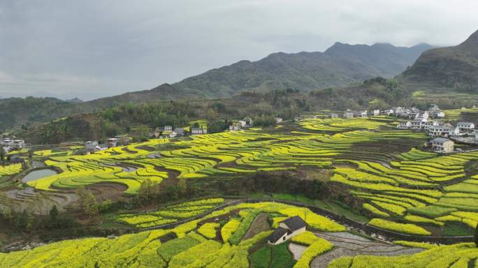 4k高清安康汉阴凤堰古梯田油菜花