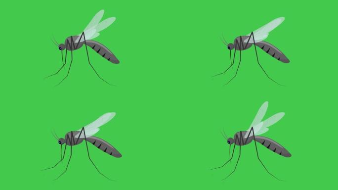 蚊子。绿色背景上的昆虫蚊子。