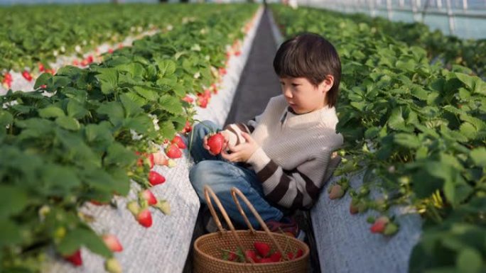 在草莓农场的田野上采摘草莓的小孩。