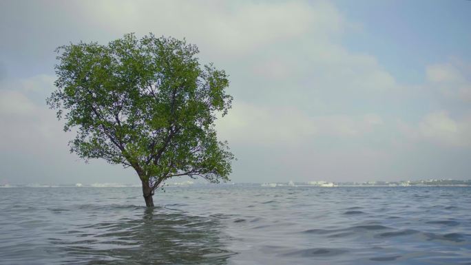 海里的一棵树