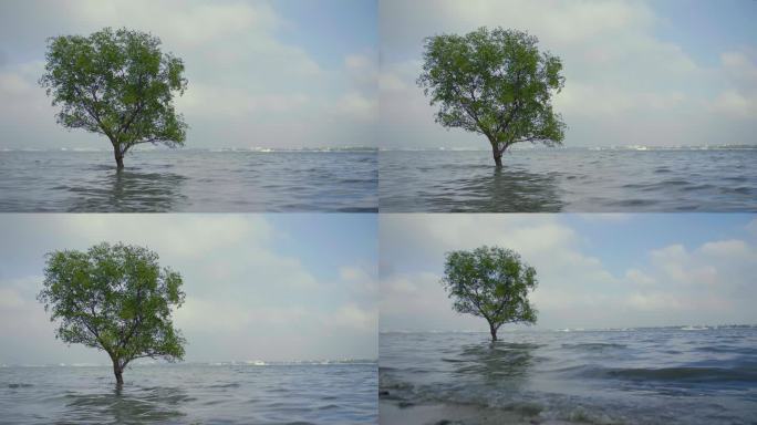 海里的一棵树