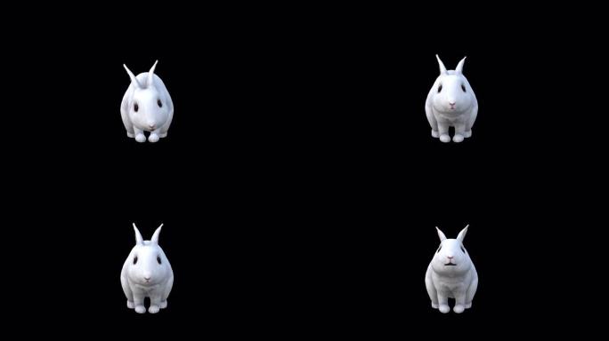 白兔吃前视图