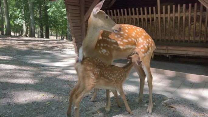 小鹿正在从母亲那里吸奶