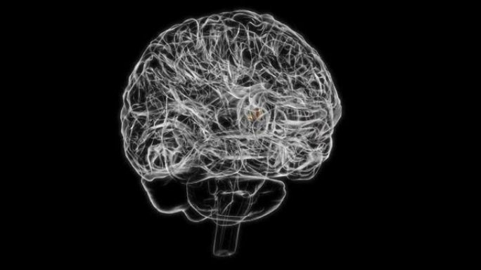 医学概念3D动画的脑室间孔解剖