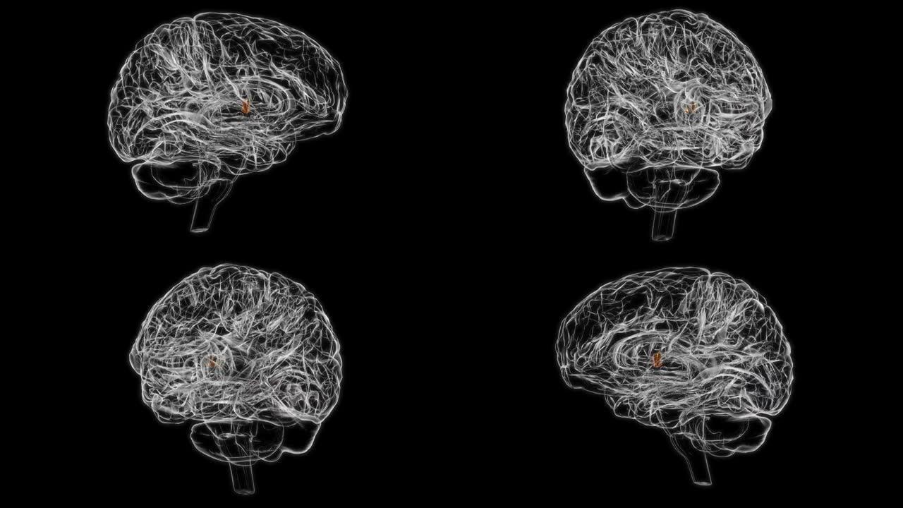 医学概念3D动画的脑室间孔解剖