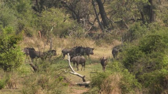 在非洲萨凡纳奔跑的蓝色牛羚和斑马群