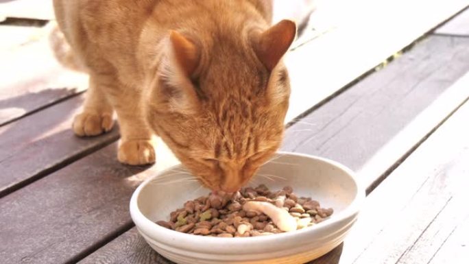 橙色虎斑猫吃食物的视频