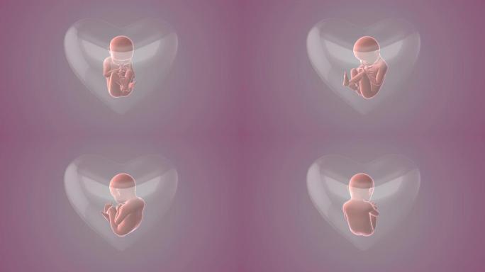 胎儿在子宫内的心脏形状