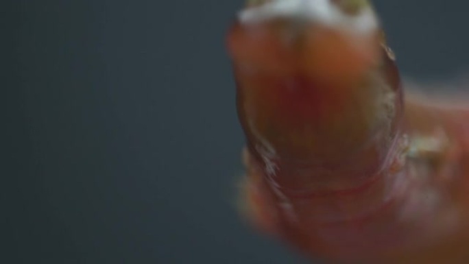 钓鱼用鹅虫的宏视频。下颌骨和腿的细节是可见的。