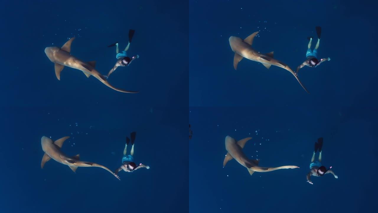 和鲨鱼一起游泳。男子在热带海中与护士鲨 (Ginglymostoma cirratum) 一起游泳，