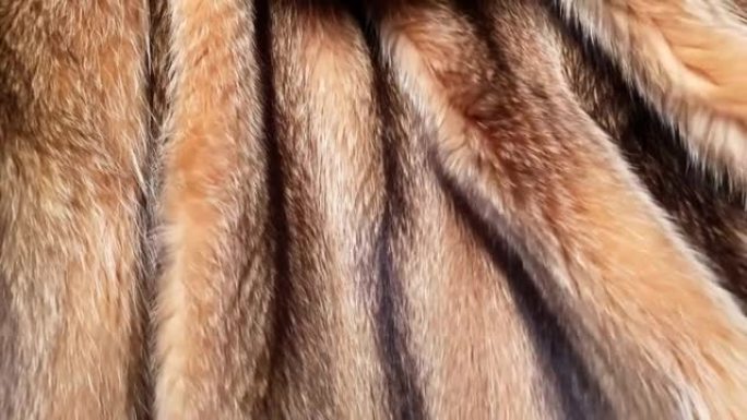 棕色和黑色天然毛皮背景纹理，橙色浣熊动物掉落