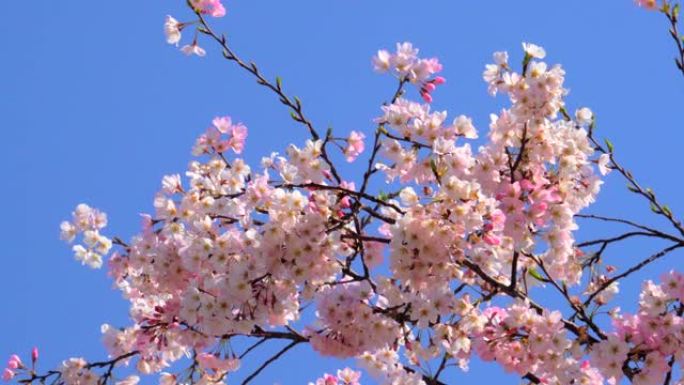 湛蓝的天空下樱花摇曳的花鲜花盛开樱花盛开