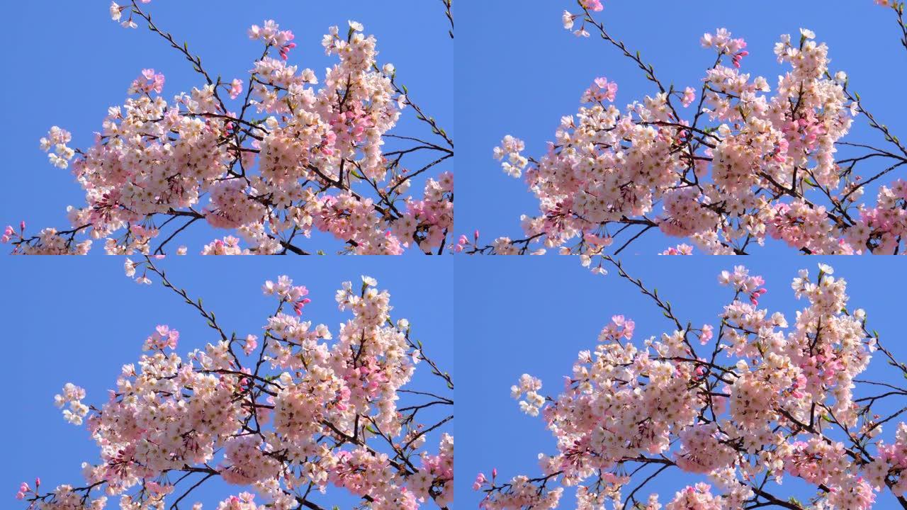 湛蓝的天空下樱花摇曳的花鲜花盛开樱花盛开