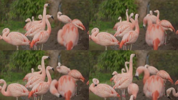 明亮的粉红色智利火烈鸟 (Phoenicopterus chilensis) 环顾四周，并自我准备。