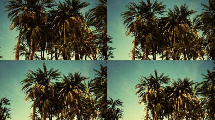 椰子树的底面，晴朗的天空和闪亮的阳光