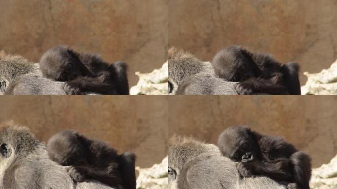 大猩猩妈妈后面的大猩猩宝宝