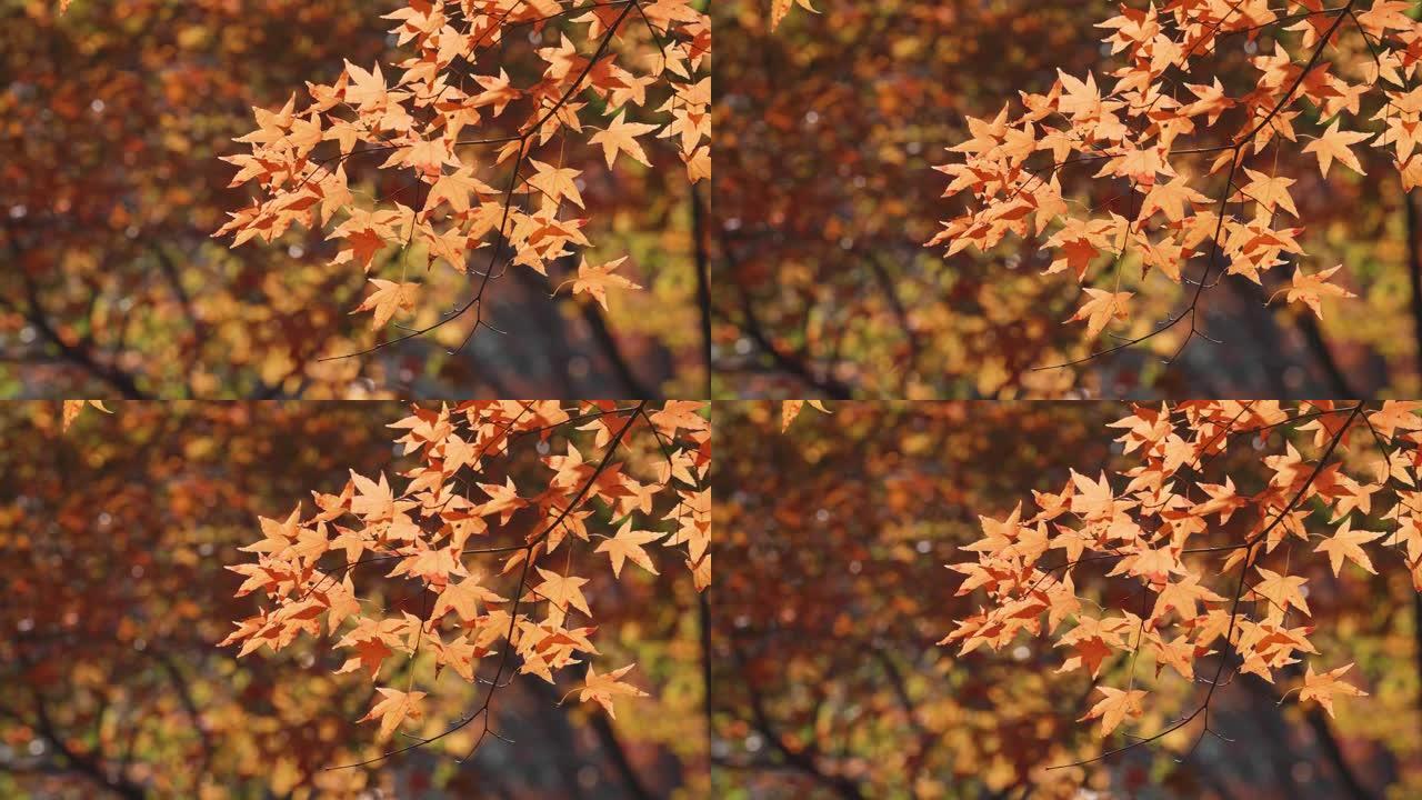金色枫叶在风中摇曳的特写镜头，枫林背景，4k慢动作镜头，背光效果。