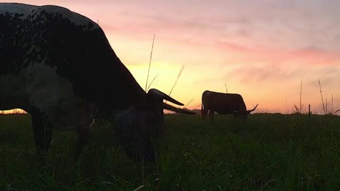 在牧场上吃草的角牛被五颜六色的日落所映衬