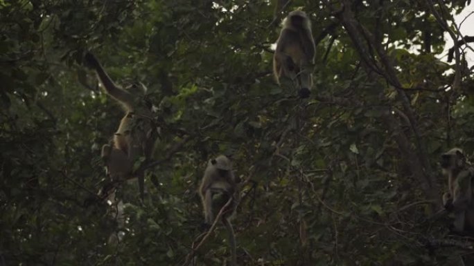 一小群野生叶猴的惊人特写。