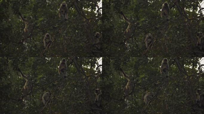 一小群野生叶猴的惊人特写。