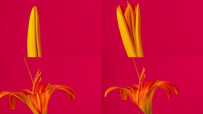 旋转百合花的4k延时开花并在红色背景上生长。百合盛开的花。摄像机绕着花转。