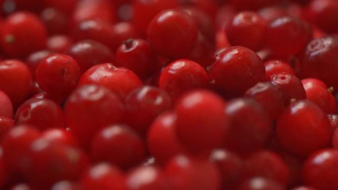 一堆新鲜收获的红色野生蔓越莓，特写细节从上方掉落了更多