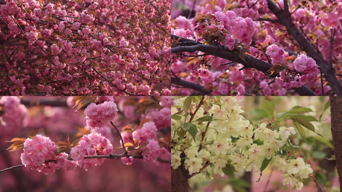 樱花盛开的季节 4K