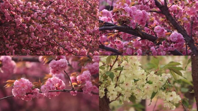 樱花盛开的季节 4K