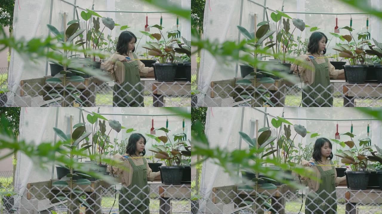 年轻的亚洲妇女正在照顾她可爱的小植物。
