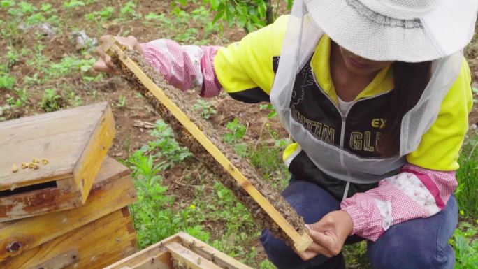 养蜂人蜂农蜜蜂养殖老蜂巢浆