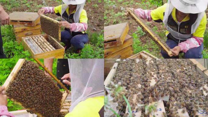 养蜂人蜂农蜜蜂养殖老蜂巢浆