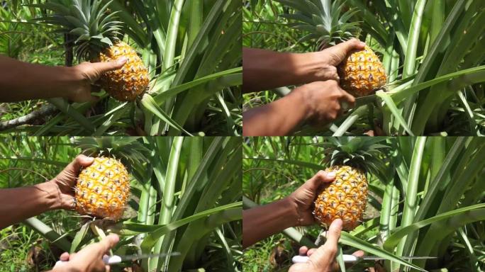 采摘成熟的菠萝
