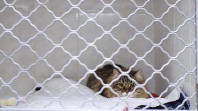 可爱，有趣的猫在医院兽医诊所寻找玩具。虎斑猫蹲在笼子的地板上，准备跳下去。医院里猫娱乐的概念。