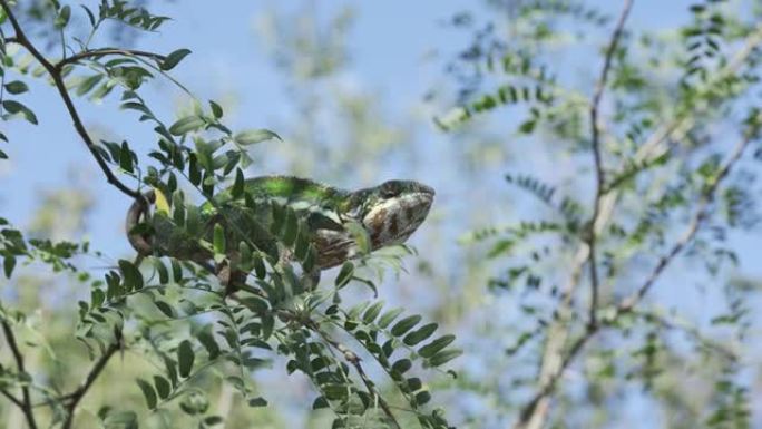 在晴天的蓝天背景下，绿色变色龙坐在细树枝上摇曳，在绿色的叶子中，尾巴缠绕在树枝上。黑豹变色龙 (Fu