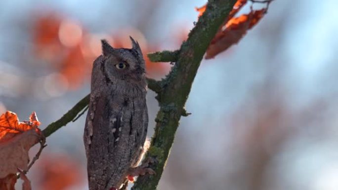 欧亚角鸮 (Otus scops)，一种非常稀有且濒临灭绝的猫头鹰，栖息在秋天森林中的树枝上。