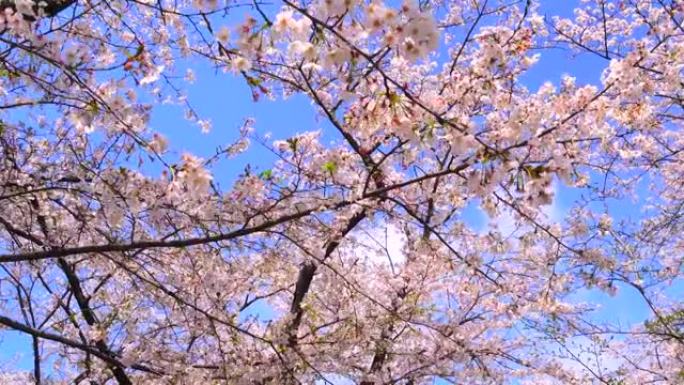 湛蓝的天空下樱花粉色花朵天气晴朗小花花朵