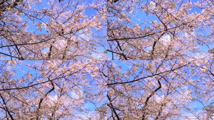 湛蓝的天空下樱花粉色花朵天气晴朗小花花朵
