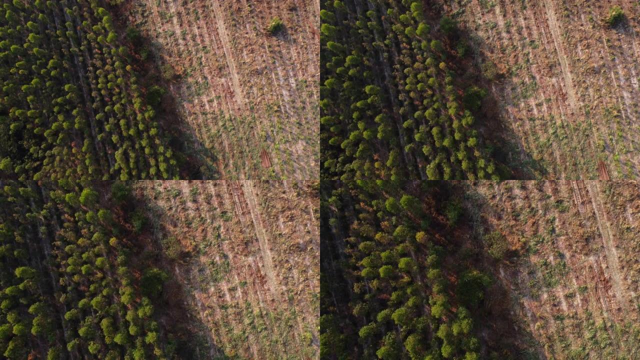 人工林桉树的鸟瞰图正在砍伐木材。泰国桉树林的俯视图。