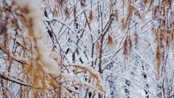 落叶松，日本落叶松或karamatsu树覆盖着第一场雪。森林中的冬天