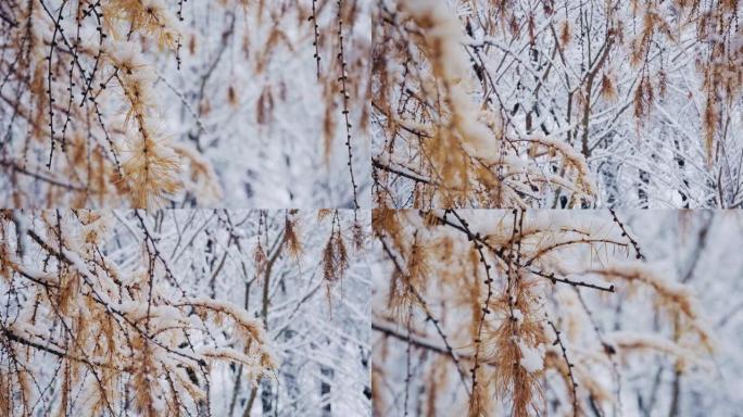 落叶松，日本落叶松或karamatsu树覆盖着第一场雪。森林中的冬天