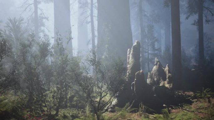红杉国家公园巨型森林树林中的巨型红杉
