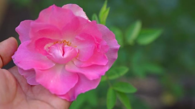 一只手拿着盛开的粉红色玫瑰的特写镜头