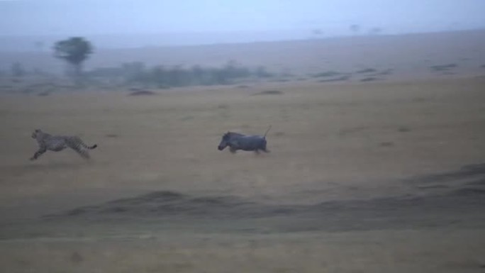 一只疣猪妈妈赶走了一只猎豹。