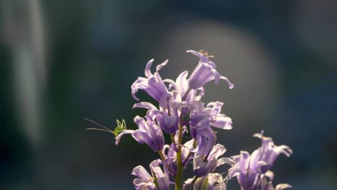 夏天的铃铛花上的蚂蚁和凯蒂