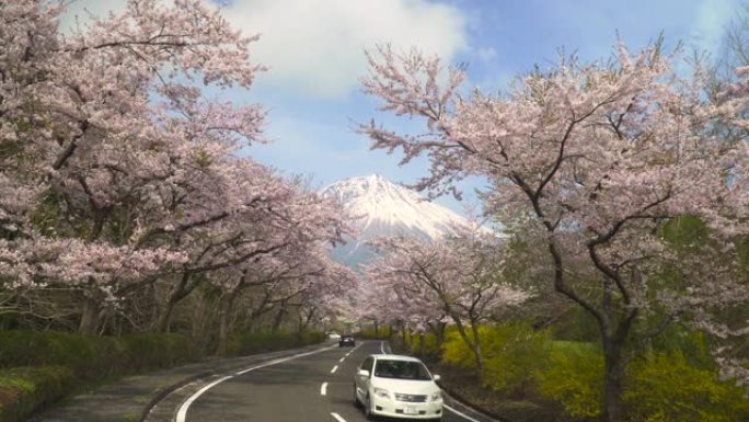 樱桃树和道路。樱花拱门