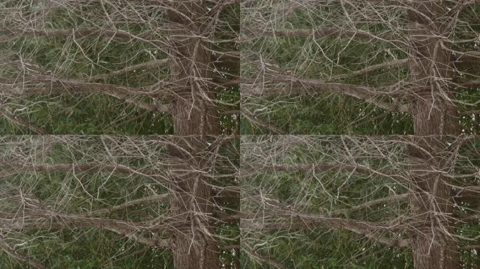 特写，稳定拍摄一棵松树，开始下雪