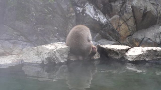 日本地高谷猴园温泉旁坐着一只毛茸茸的日本猕猴的后视图